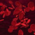 obrazek do "blood cell" po polsku