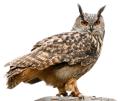 obrazek do "eagle owl" po polsku
