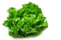 obrazek do "early lettuces" po polsku