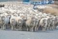 obrazek do "flock of sheep" po polsku