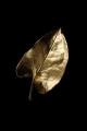 obrazek do "gold leaf" po polsku
