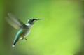 obrazek do "hummingbird" po polsku