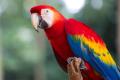 obrazek do "macaw parrot" po polsku