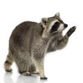obrazek do "raccoon" po polsku