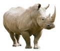 obrazek do "rhinoceros" po polsku