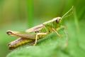 obrazek do "grasshopper" po polsku