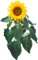 obrazek do "sunflower" po polsku